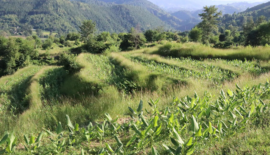 रोजगारी भएका चार युवा मिलेर व्यावसायिक बेसारखेती गर्दै