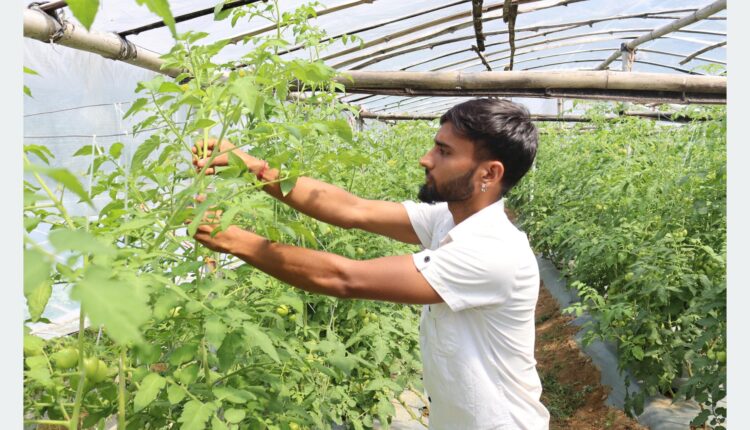 गाउँमै तरकारी खेतीबाट दैनिक १० हजार कमाउँदै डोटीका मुकुन्द
