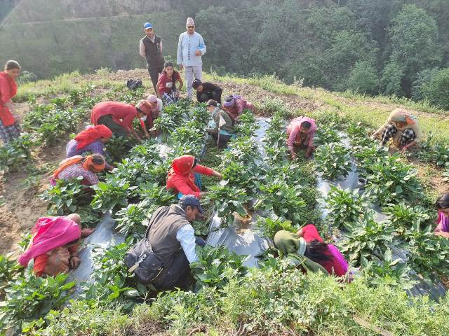तरकारीको मूल्य निर्धारण नहुँदा किसान र उपभोक्त मारमा, बिचौलिया मालामाल