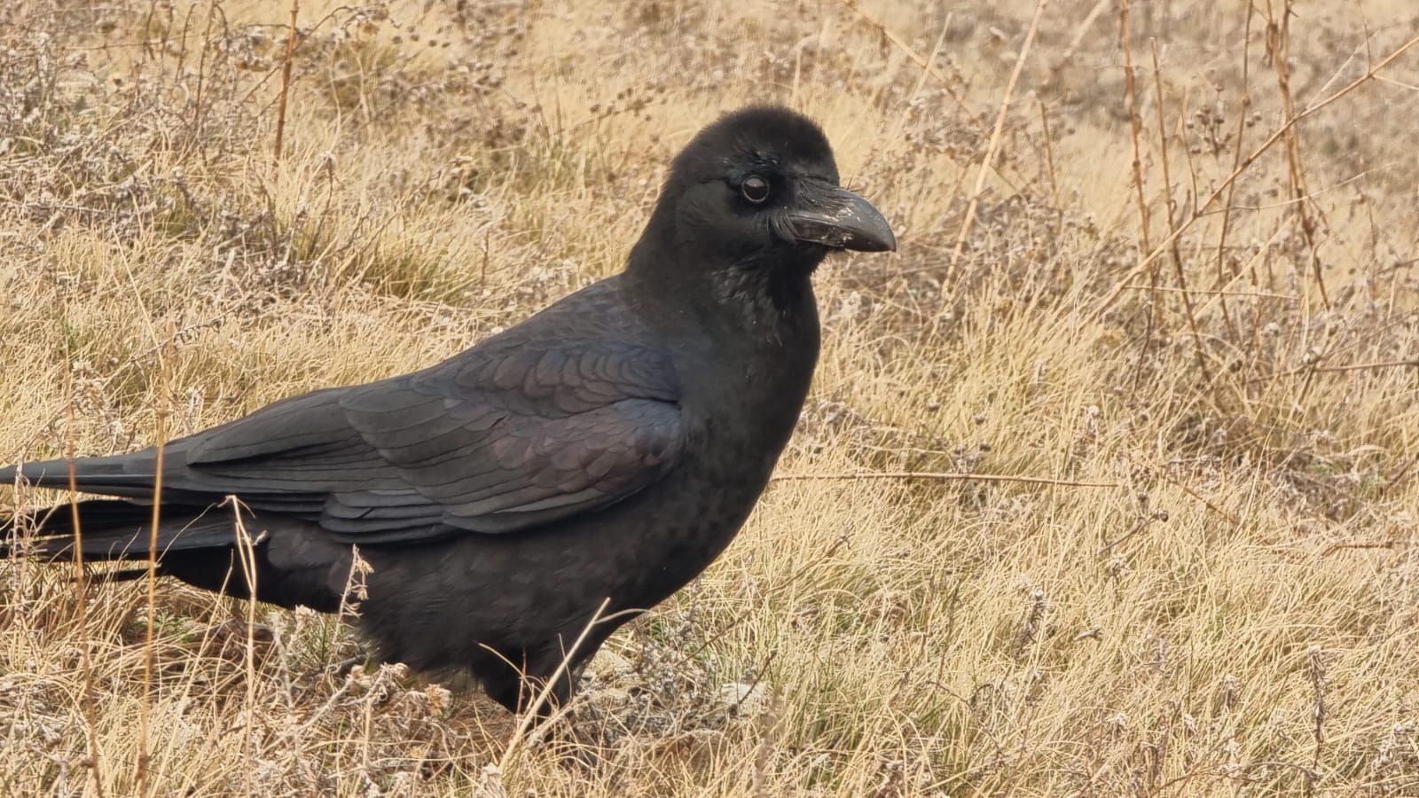 आज काग तिहार, कागलाई मीठा परिकार खुवाईदै