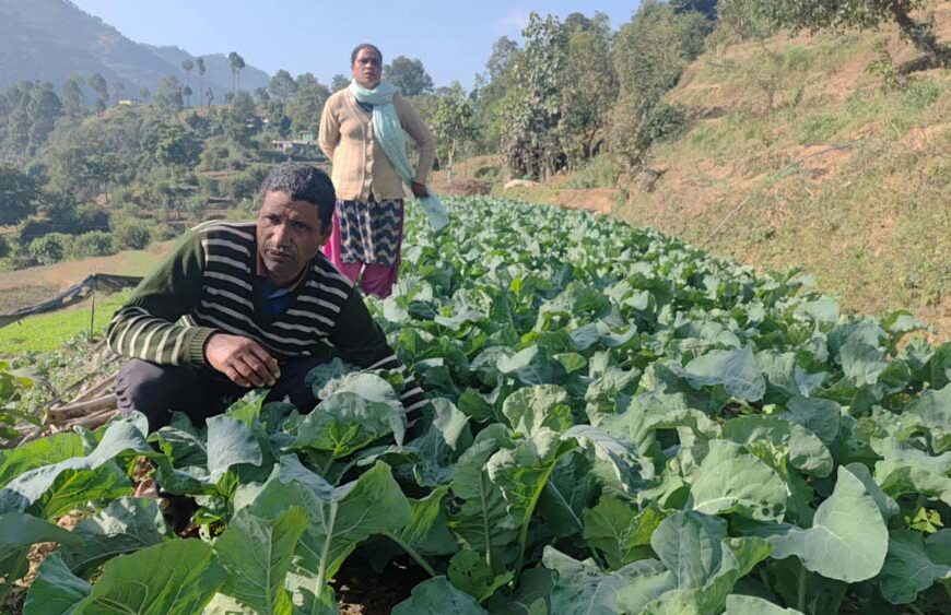 मूल्य नपाउदा अर्गानिक तरकारी फलाउने किसान निराश