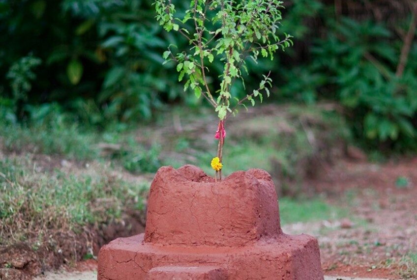 आज हरिबोधिनी एकादशीः तुलसी र दामोदरको विवाह गरिदै
