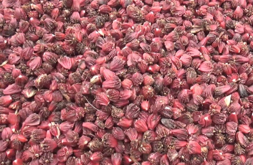अलैँचीको मूल्य लगभग लाख पुग्यो