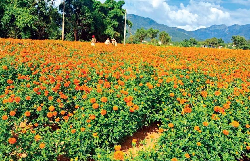 तिहारमा चालिस करोडको स्वदेशी फूलमालाको कारोबार