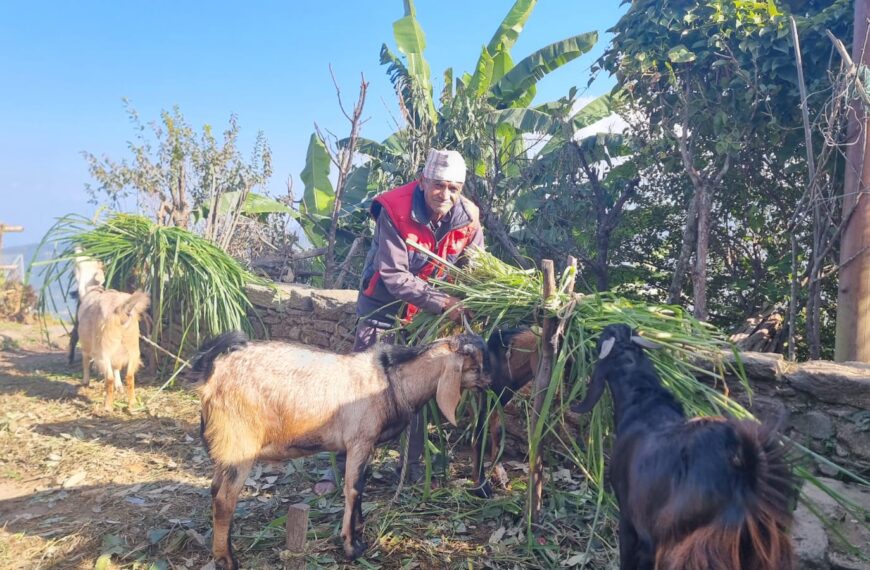 विदेशबाट फर्केर गाउँमा बुवासंगै कृषि र पशुपालन गर्दै भट्ट दाजुभाई