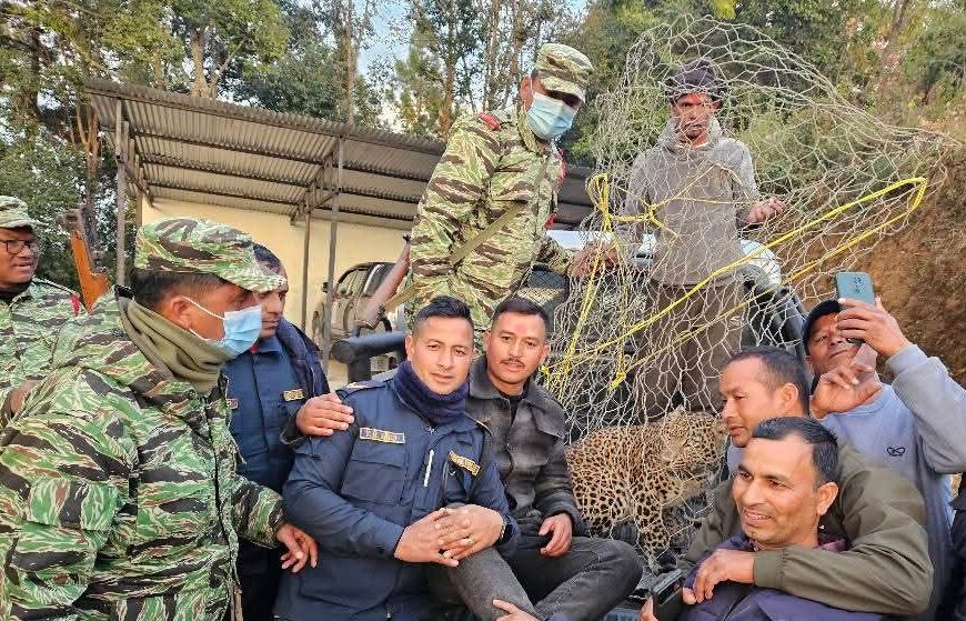 डडेल्धुरामा दिउँसै चितुवा देखिए पछि वन कार्यालयले लियो नियन्त्रणमा