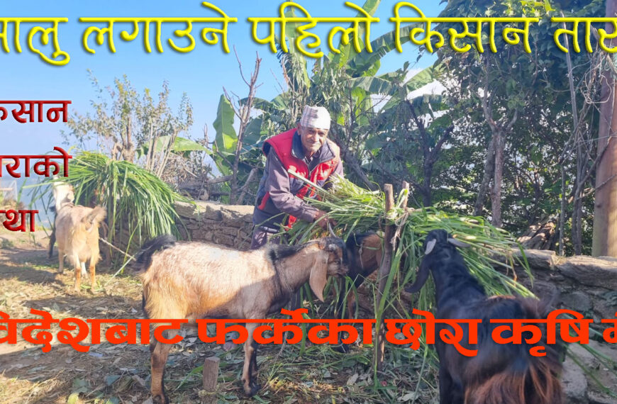 विदेशबाट फर्केका छोरालाई कृषि सिकाउदै ७९ वर्षीय किसान तारा (भिडियो)