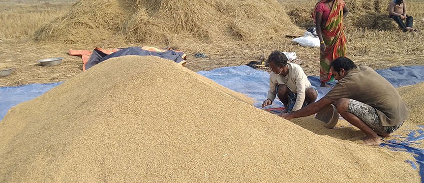 कर्णालीमा पाँच हजार मेट्रिक टनले धान उत्पादन बढ्यो