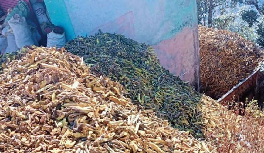 कौडीको भाउमा बेचिन्छन अनमोल जडीबुटी, लाखौमा किनिन्छन्