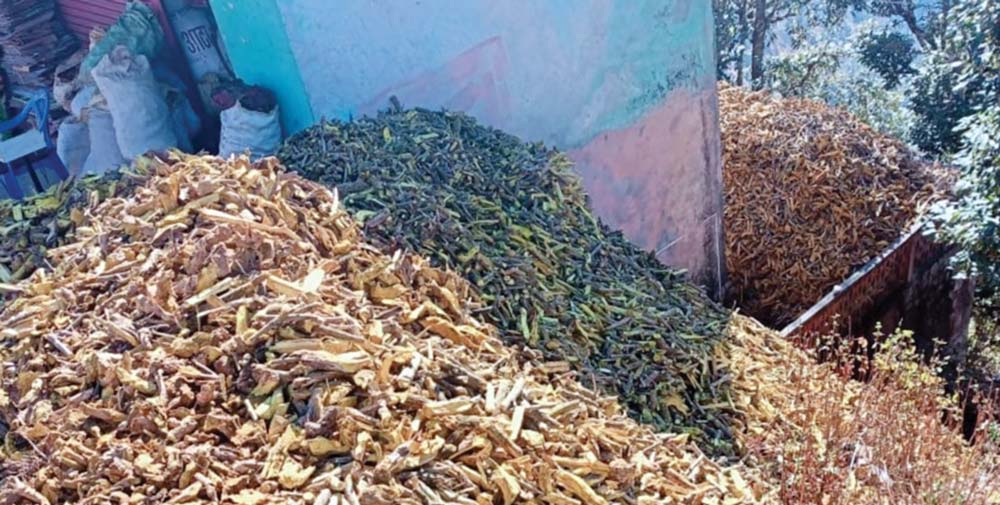 कौडीको भाउमा बेचिन्छन अनमोल जडीबुटी, लाखौमा किनिन्छन्