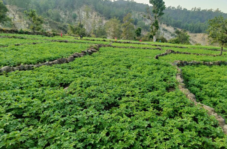 पर्याप्त वर्षा भएपछि किसान खुसी