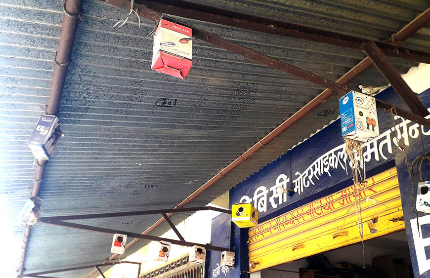 घर वरिपरिका भंगेरा गनेर मनाइयो भंगेरा दिवस