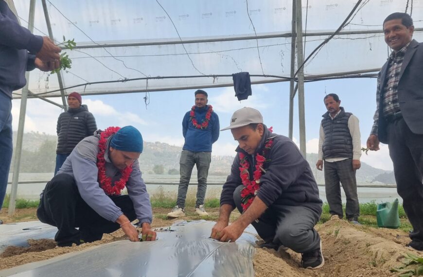 पहिलो पटक गोलभेडा र काक्राको वर्णसंकर विउ उत्पादनको सुरुवात (भिडियो)