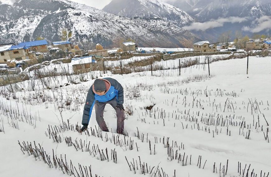 वर्षासँगै हिमपातले हिउँदे बालीलाई तेलारी