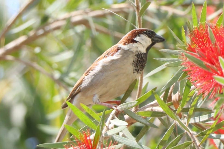 बर्सेनि घट्दै भँगेराको सङख्या