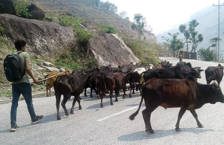 हाते ट्याक्टरले हलगोरुलाई पठायो दुर्गम तिर