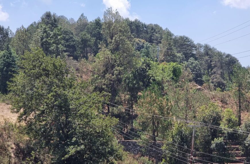 डकले बसपार्क निर्माणका लागि रुख कटान सुरु