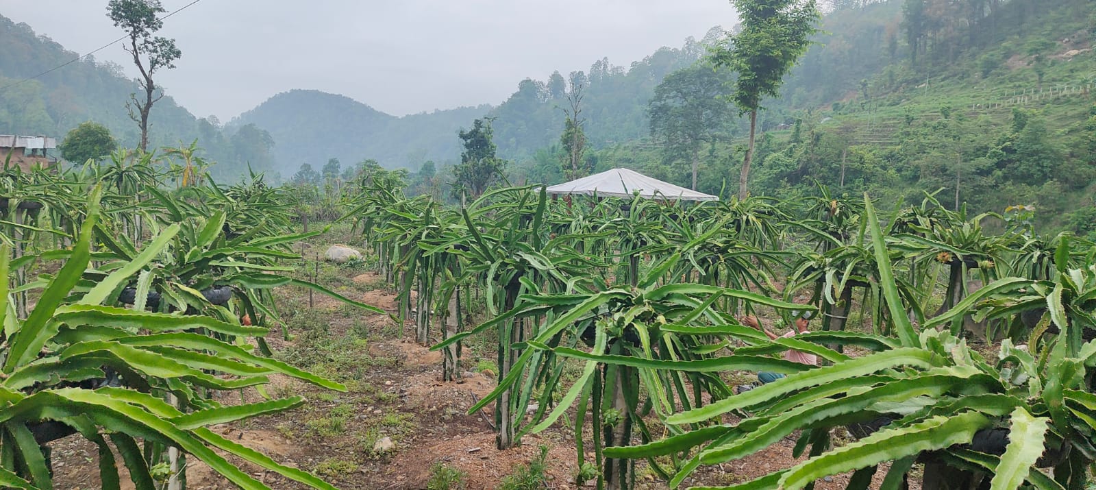 चुरेको आलितालमा फस्टायो ड्रागन फ्रुटखेती, अढाई वर्षमै आम्दानी गर्न सफल किसान (भिडियो)