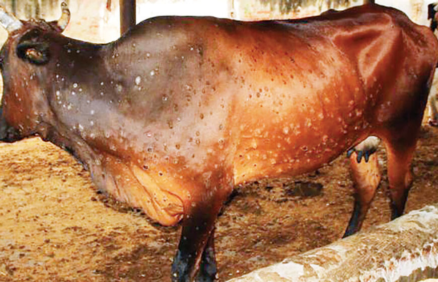 फेरि देखिन थाल्यो ‘लम्पी स्किन’