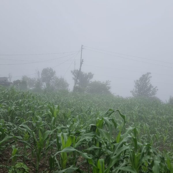 सुदूरपश्चिमसहित दुई प्रदेशका केही स्थानमा भारी वर्षाको सम्भावना