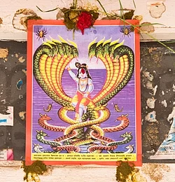 मूल ढोकामा नागको चित्र टाँसी नागपञ्चमी पर्व मनाइँदै