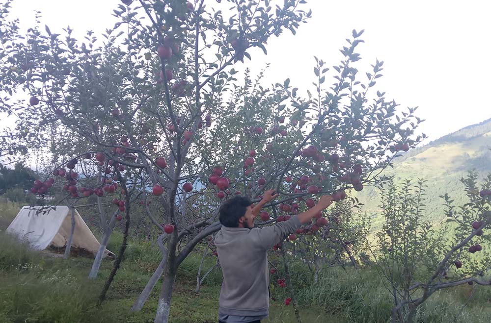 कर्फ्यु हटेपछी स्याउ टिप्ने चटारोमा बाजुराका किसान