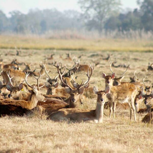 शुक्लाफाँटा राष्ट्रिय निकुञ्जमा सुरु गरियो बाह्रसिङ्गा गणना