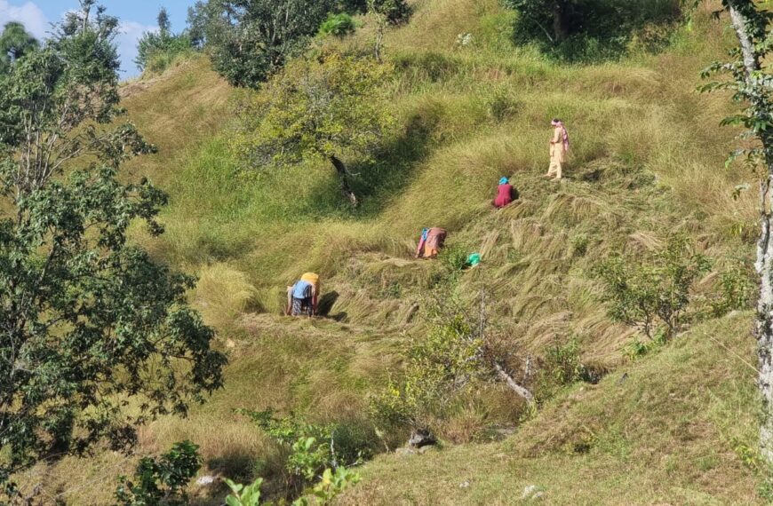 चाडपर्वसंगै अन्नबाली र खर भित्र्याउने चटारो