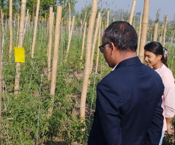 विषादीरहित तरकारी उत्पादन गर्दै किसान