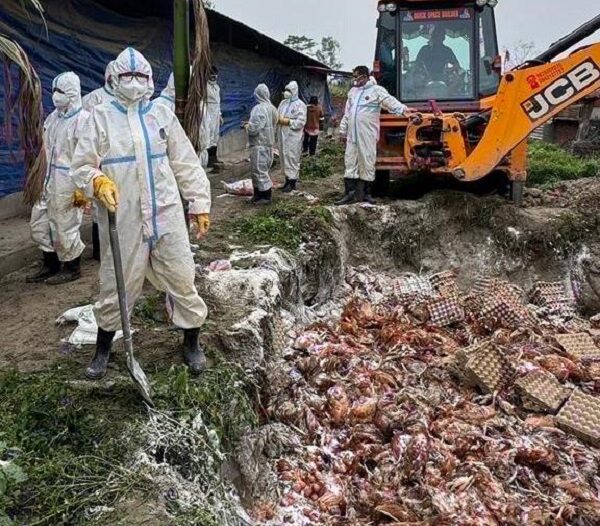 बर्डफ्लुले मारमा किसान, ५० करोडभन्दा बढीको क्षति