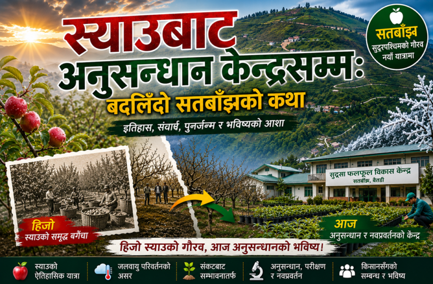 हिमपात घटेपछि हराउँदै गयो स्याउ, तर हार मानेन सतबाँझ