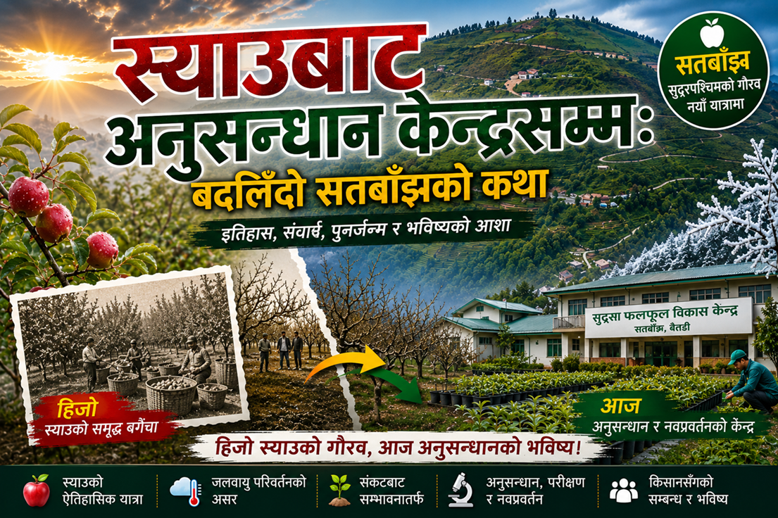 हिमपात घटेपछि हराउँदै गयो स्याउ, तर हार मानेन सतबाँझ