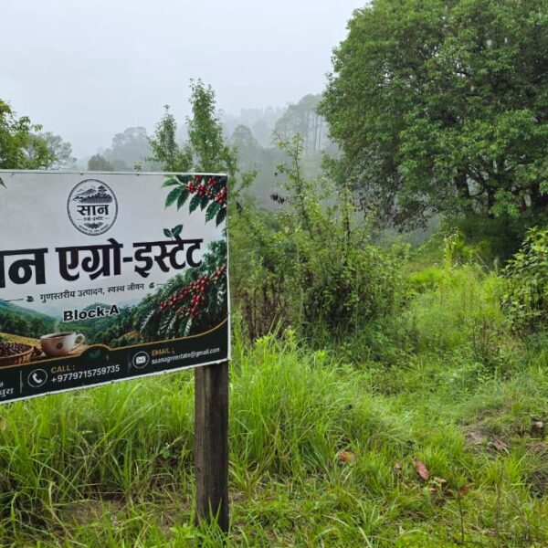 डडेल्धुराको माटोमा पहिलोपटक कफीको सपनाः तीन युवाले रोपे २ हजार बिरुवा, पहाडमा खुल्दै नयाँ सम्भावनाको ढोका