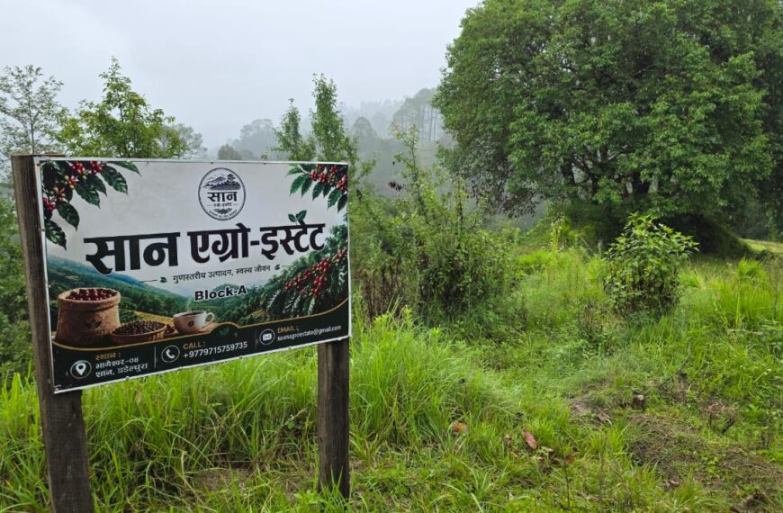 डडेल्धुराको माटोमा पहिलोपटक कफीको सपनाः तीन युवाले रोपे २ हजार&hellip;