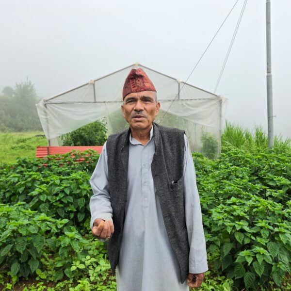 आराम होइन, माटोसँग नयाँ जीवनः अवकाशपछि ७० रोपनीमा कृषि साम्राज्य बनाएका कमलसिंह झुकाल